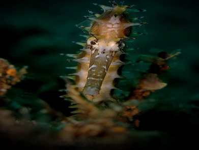 Scuba Dive in Anilao - Underwater Macro Photography, Anilao Muck dive